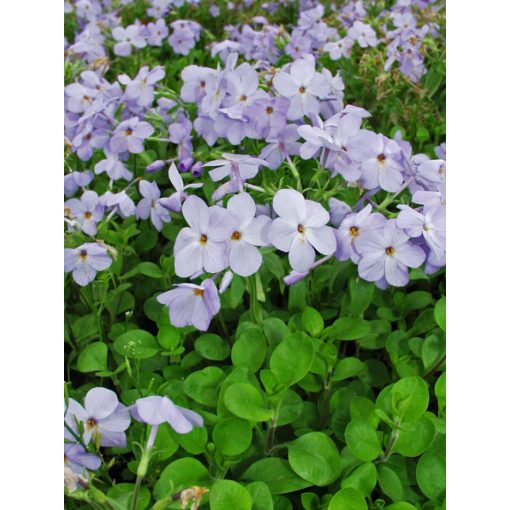 Phlox stolonifera Blue Ridge - Tarackos lángvirág