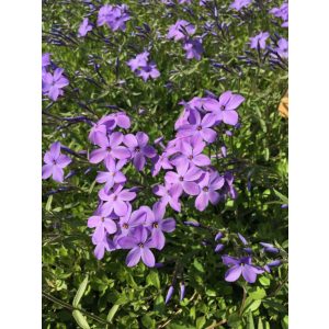 Phlox stolonifera Purpurea - Tarackos lángvirág