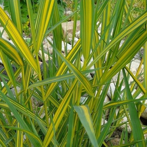 Phragmites australis Variegatus - Közönséges nád