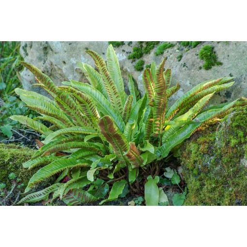 Phyllitis scolopendrium - Gímpáfrány