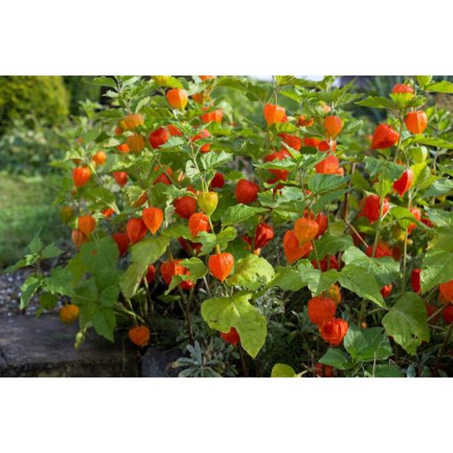 Physalis alkekengi franchetii - Lampionvirág