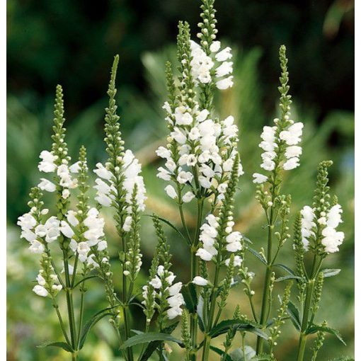 Physostegia virginiana Alba - Füzérajak