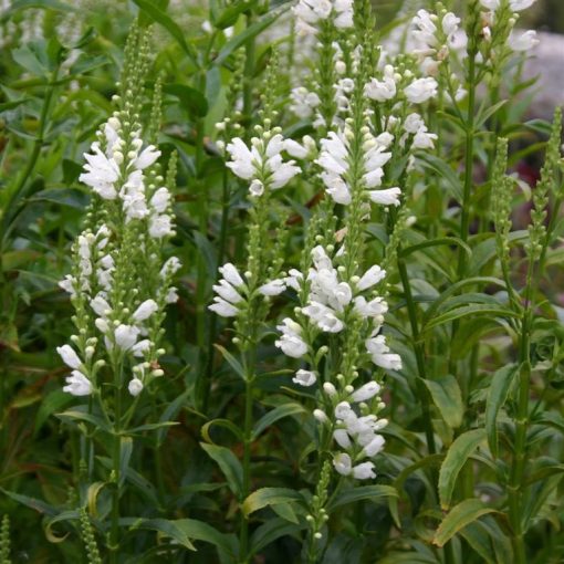 Physostegia virginiana - Füzérajak