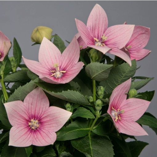 Platycodon grandiflorus Astra Pink - Léggömbvirág