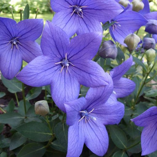 Platycodon grandiflorus Fuji Blue - Léggömbvirág