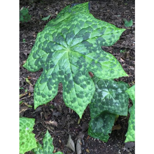 Podophyllum Spotty Dotty - Amerikai tojásbogyó