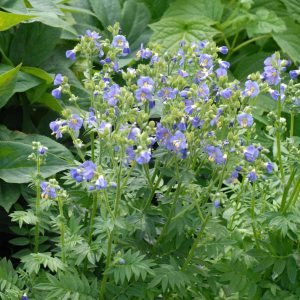 Polemonium boreale Heavenly Habit - Csatavirág