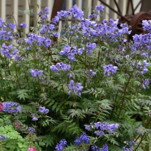 Polemonium Heaven Scent - Csatavirág