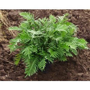   Polypodium cambricum Whitley Giant - Óriás édesgyökerű páfrány