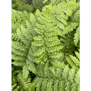 Polystichum setiferum Dahlem - Vesepáfrány