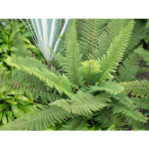 Polystichum setiferum Herrenhausen - Vesepáfrány