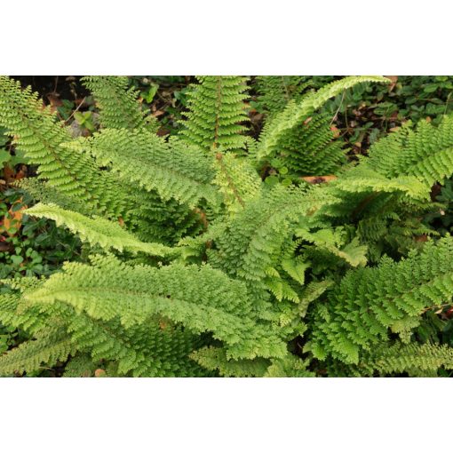 Polystichum setiferum Plumoso-densum - Vesepáfrány