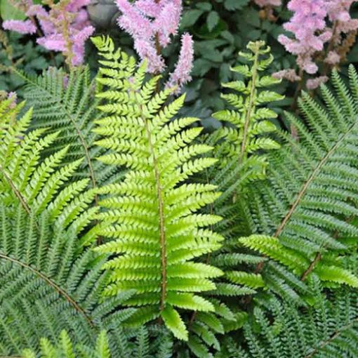 Polystichum setiferum - Vesepáfrány