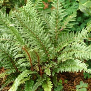 Polystichum Shiny Holly - Vesepáfrány