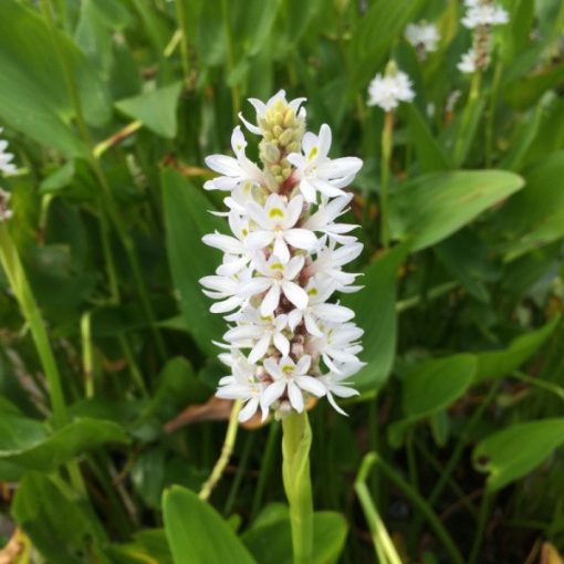 Pontederia cordata Alba - Sellővirág