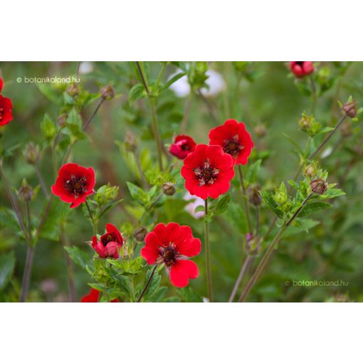 Potentilla atrosanguinea - Pimpó