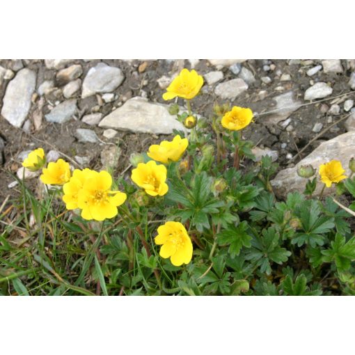 Potentilla crantzii - Pimpó