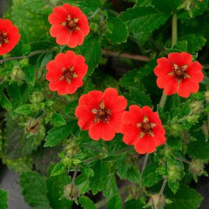 Potentilla Gibsons Scarlet - Pimpó