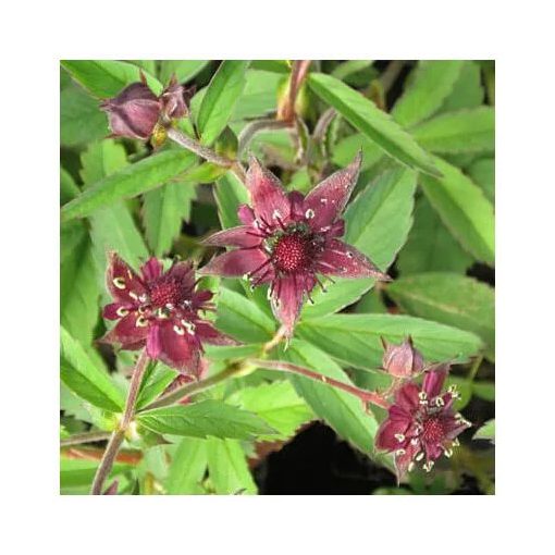 Potentilla palustris - Pimpó