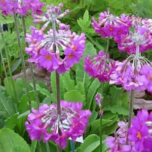 Primula beesiana - Kankalin