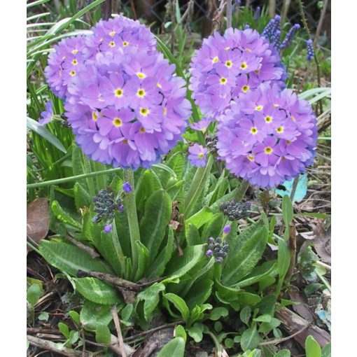 Primula denticulata Prom Lilac - Gömbös kankalin