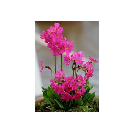 Primula rosea Grandiflora - Rózsakankalin