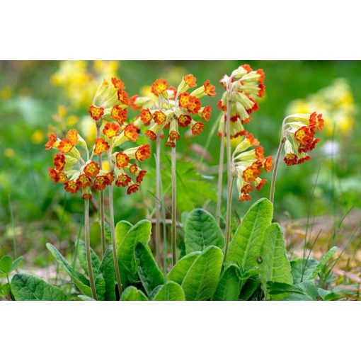 Primula veris Sunset Shades - Tavaszi kankalin