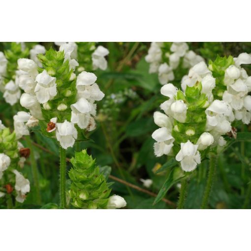 Prunella grandiflora Alba - Nagyvirágú gyíkfű