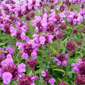 Prunella grandiflora Altenberg Rosa - Nagyvirágú gyíkfű