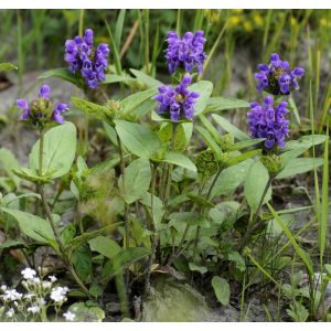 Prunella grandiflora - Nagyvirágú gyíkfű