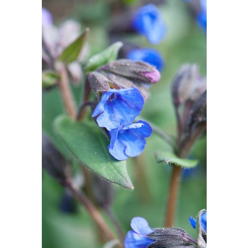 Pulmonaria angustifolia Mawsons Variety - Keskenylevelű tüdőfű