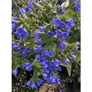 Pulmonaria Benediction - Tüdőfű