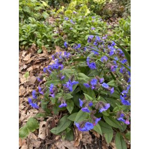 Pulmonaria Blue Ensign - Tüdőfű