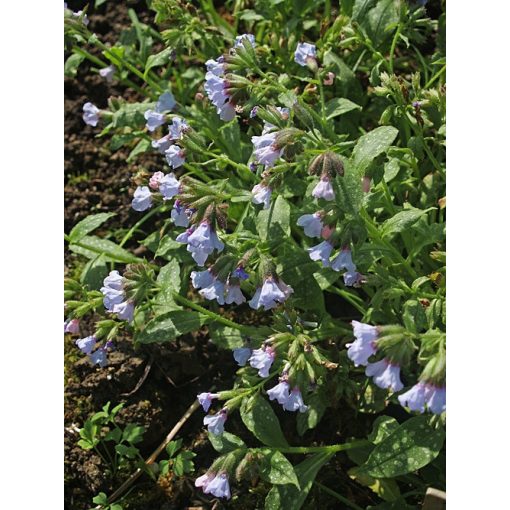 Pulmonaria officinalis Blue Mist - Orvosi tüdőfű