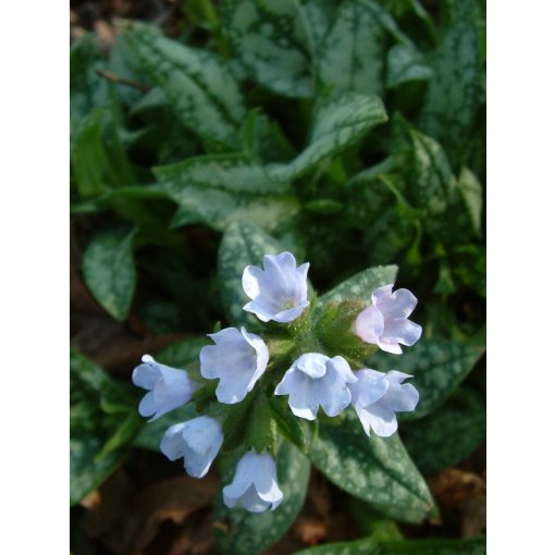 Pulmonaria Opal - Tüdőfű