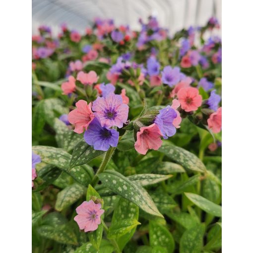 Pulmonaria Pretty in Pink - Tüdőfű