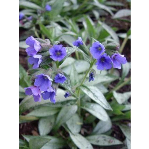 Pulmonaria Samourai - Tüdőfű