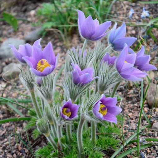 Pulsatilla vulgaris Pulsar Violet Shades - Leánykökörcsin