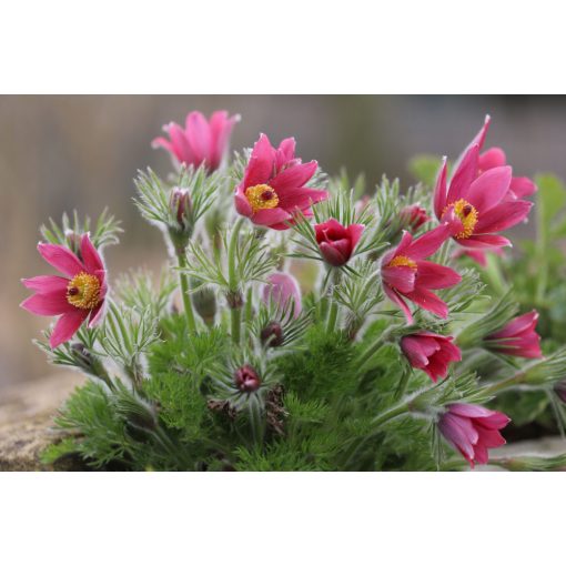 Pulsatilla vulgaris Röde Klokke - Leánykökörcsin