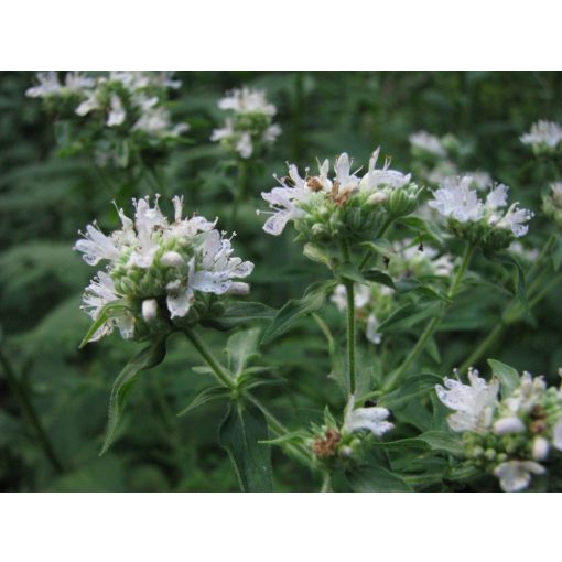 Pycnanthemum pilosum -  Hegyi menta