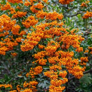 Pyracantha Firelight - Tűztövis