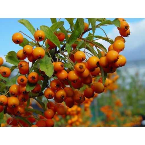 Pyracantha Orange Charmer - Tűztövis