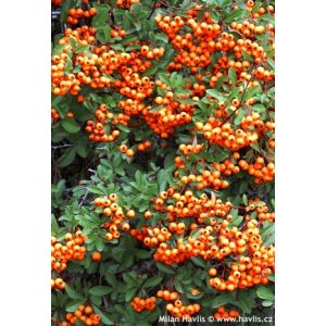 Pyracantha Orange Glow - Tűztövis