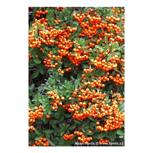 Pyracantha Orange Glow - Tűztövis