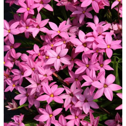 Rhodohypoxis Hebron Farm Cerise