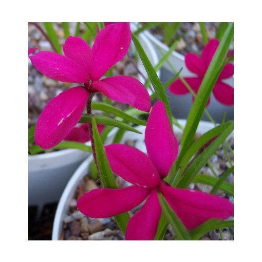 Rhodohypoxis milloides Claret