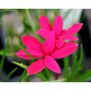 Rhodohypoxis milloides Donald Mann