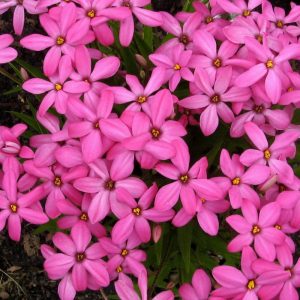 Rhodohypoxis Ruby Giant