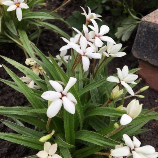 Rhodoxis Summer Stars Peppermint