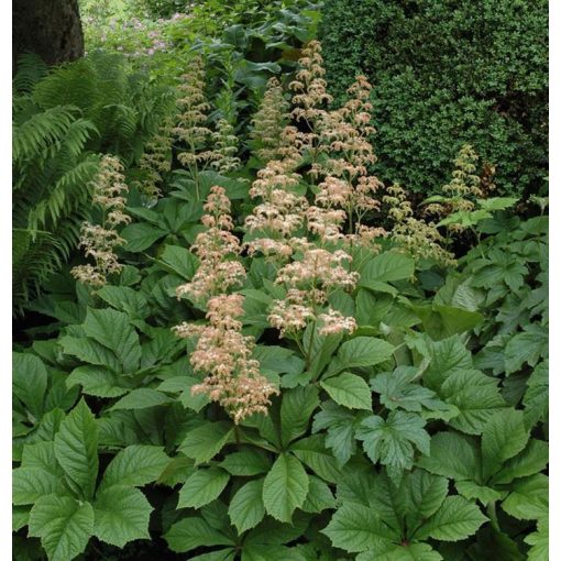 Rodgersia aesculifolia - Tópartifű